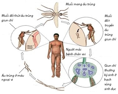 muoi loai sinh vat nguy hiem nhat trai dat chomongcaionlinevn (1)