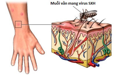 muoi loai sinh vat nguy hiem nhat trai dat chomongcaionlinevn (2)